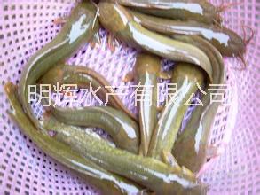 塘虱魚苗批發(fā) 廣東胡子鯰魚苗供應(yīng) 江門塘角魚魚苗批發(fā) 塘虱魚苗胡子鯰魚苗塘角魚魚苗批發(fā)