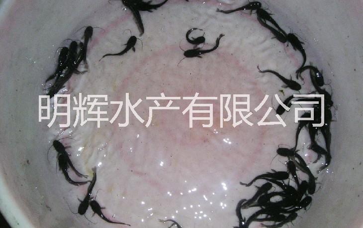 江門大口鯰魚養(yǎng)殖場(chǎng) 廣東大口鯰魚報(bào)價(jià) 廣東大口鯰魚供應(yīng)商