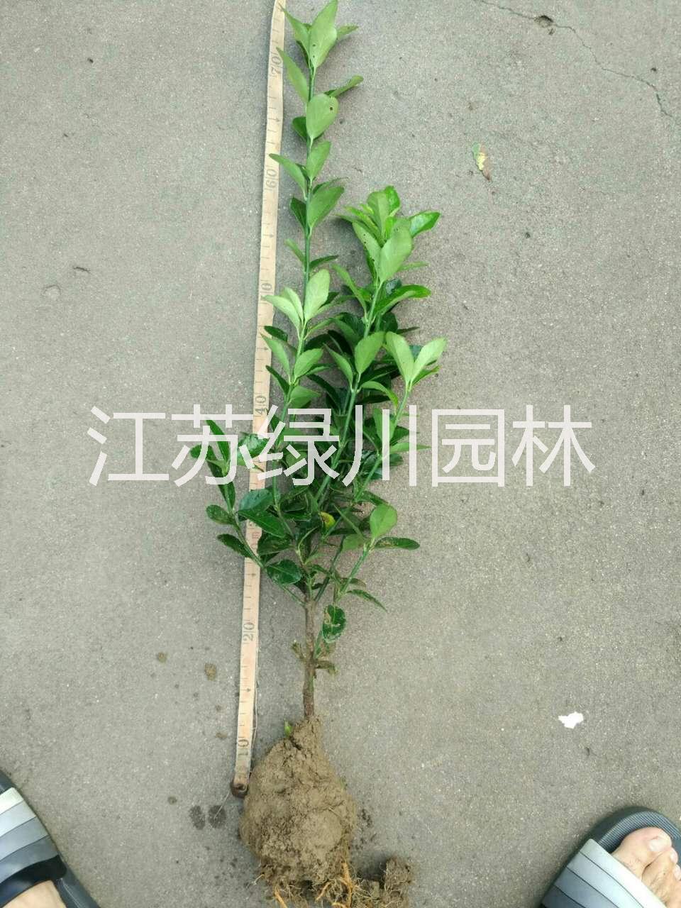 江蘇大葉黃楊種植基地 承接江西綠化工程 江蘇大葉黃楊種苗價(jià)格 江蘇優(yōu)質(zhì)大葉黃楊種苗