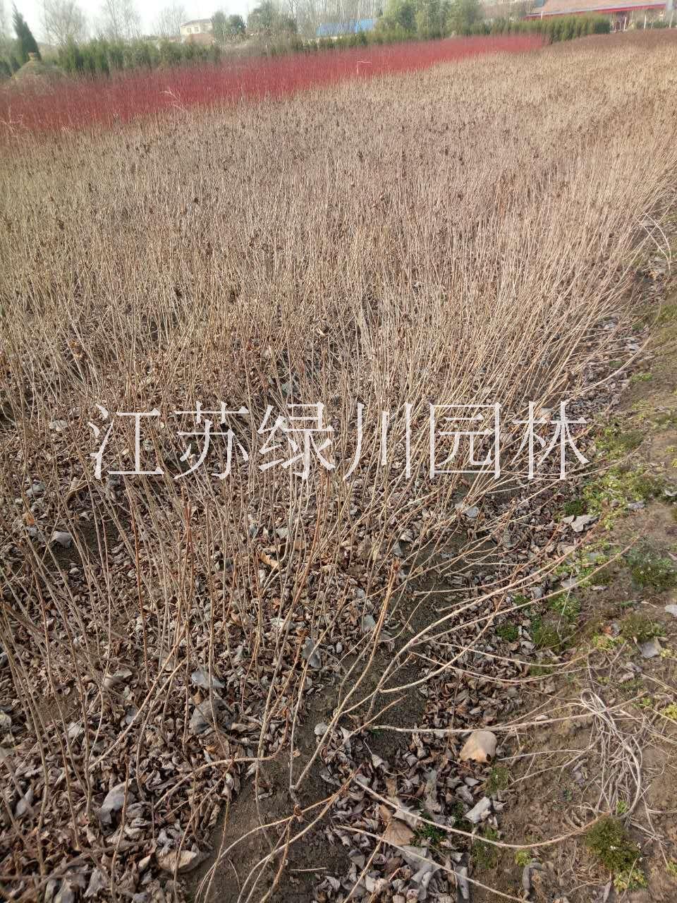 江蘇種植基地江蘇紅瑞木 江蘇紅王子錦帶 江蘇小灌木紅王子錦帶 江蘇種植基地大量供應紅王子錦帶