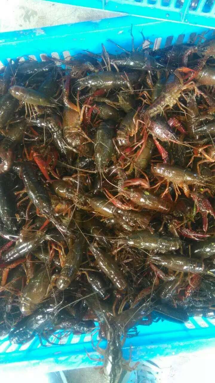 泥鰍苗 批發(fā) 哪里有泥鰍苗 泥鰍苗多少錢一斤 泥鰍苗價(jià)格 泥鰍苗 龍蝦苗