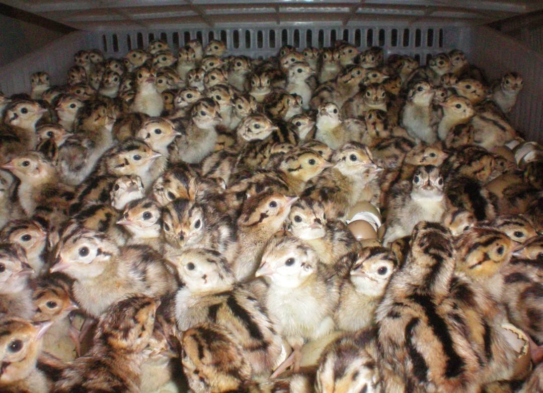 重慶*苗重慶七彩山雞苗重慶*養(yǎng)殖