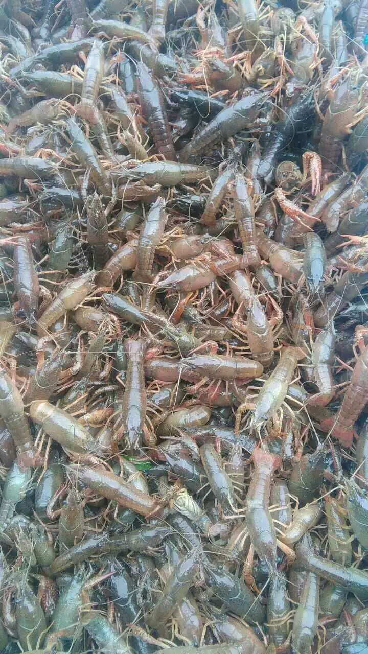 小龍蝦親本蝦批發(fā)龍蝦苗多少錢一斤稻田養(yǎng)殖小龍蝦技術(shù)