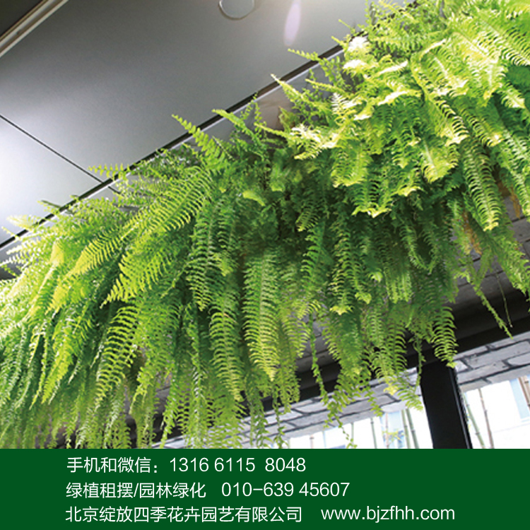 展覽會(huì)綠植租賃垂吊效果好的植物選擇波士頓蕨