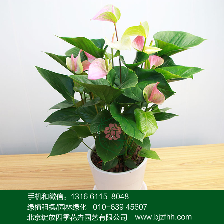 辦公室租花前臺(tái)/總裁屋中小型開花植物夢(mèng)幻彩掌盆栽