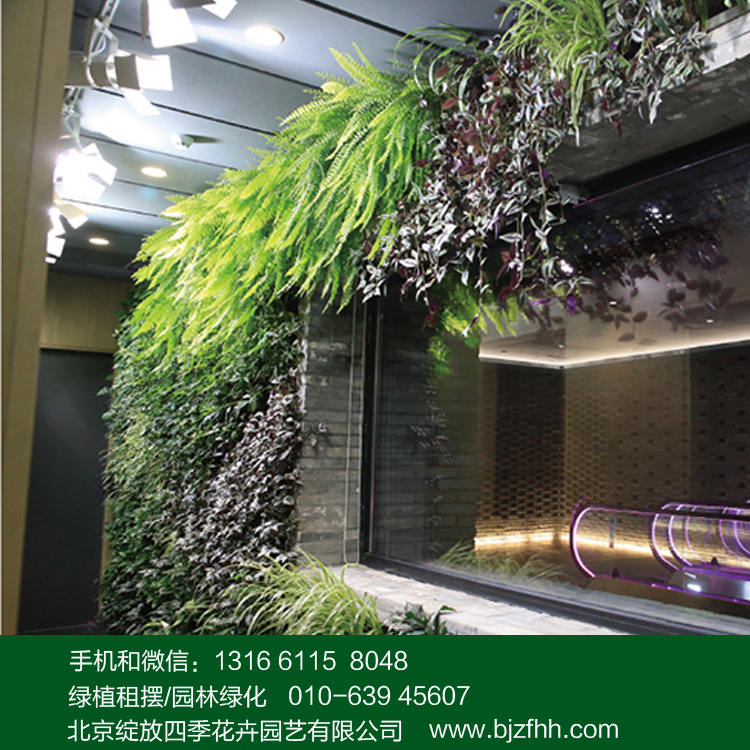 展覽會(huì)綠植租賃垂吊效果好的植物選擇波士頓蕨