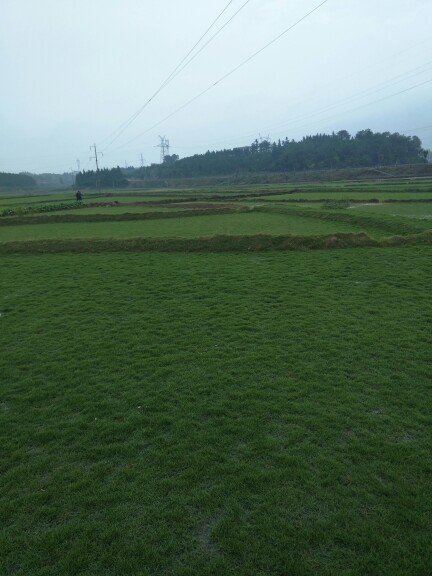 湖南《馬尼拉》草皮農(nóng)戶直銷