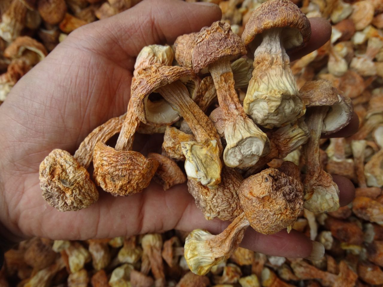 姬松茸菌姬松茸菌批發(fā)姬松茸菌供應(yīng)商姬松茸菌報價 姬松茸菌哪里好