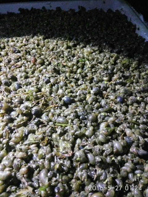 水蛭幼苗開口料