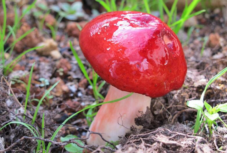 大紅菌 大紅菌 紅菇批發(fā)