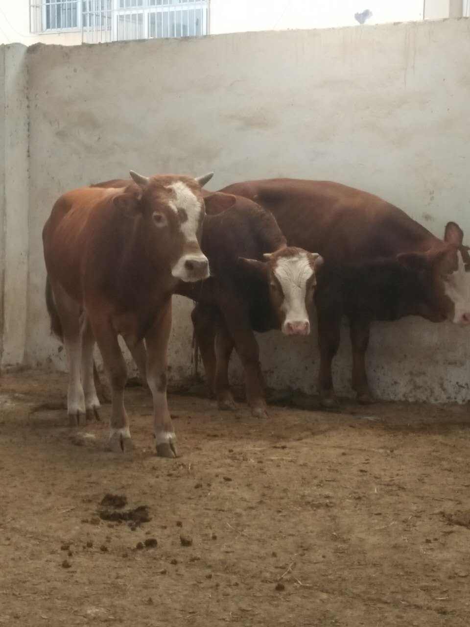 攀枝花肉牛西門塔爾牛漲價了嗎