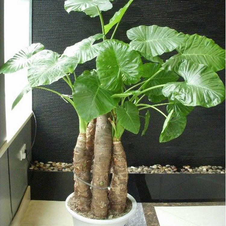 專業(yè)成都辦公室植物租賃_租擺_出租價格和方案的公司