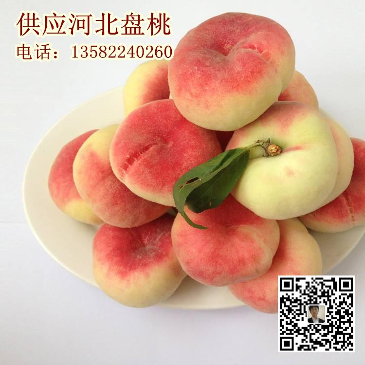 河北保定哪里有蟠桃 滿城區(qū)量大質(zhì)優(yōu)河北盤桃 河北盤桃價(jià)格