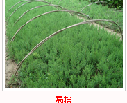 蜀檜蜀檜批發(fā)蜀檜供應(yīng)商蜀檜廠家