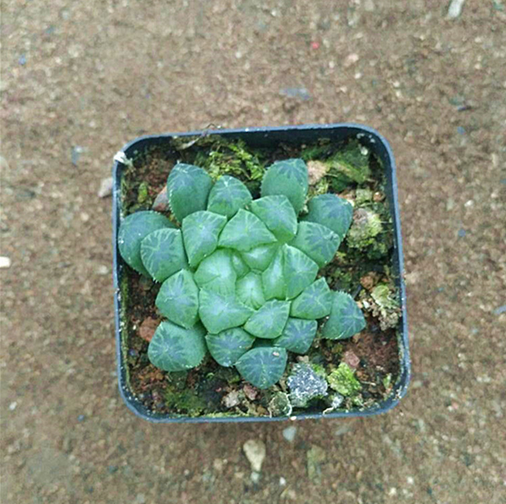 批發(fā)多肉植物 玉露防輻射植物