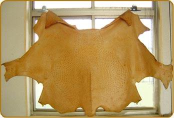 常年出售鴕鳥苗鴕鳥肉蛋/山東優(yōu)質鴕鳥苗/山東鴕鳥養(yǎng)殖基地