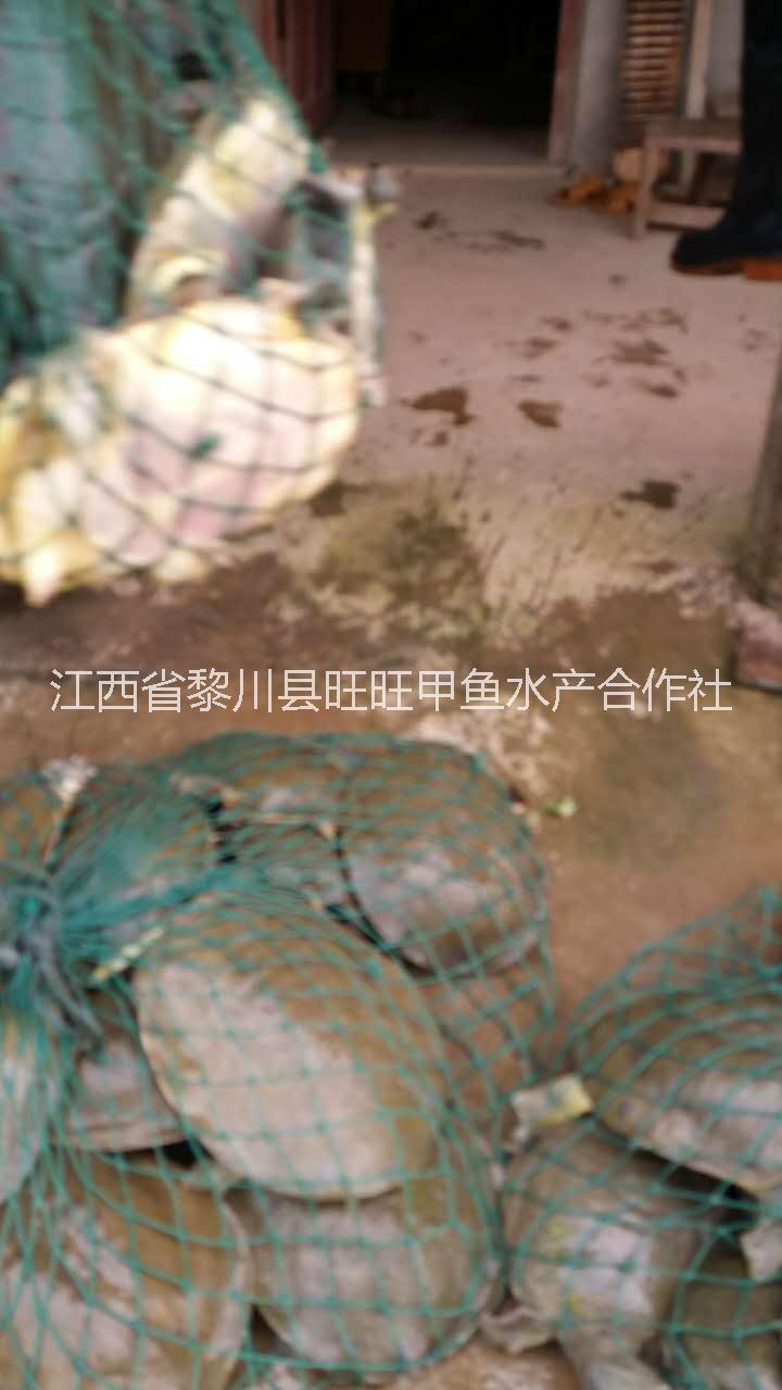 純種日本鱉苗純種日本鱉苗養(yǎng)殖場黎川純種日本鱉苗出售批發(fā)純種日本鱉
