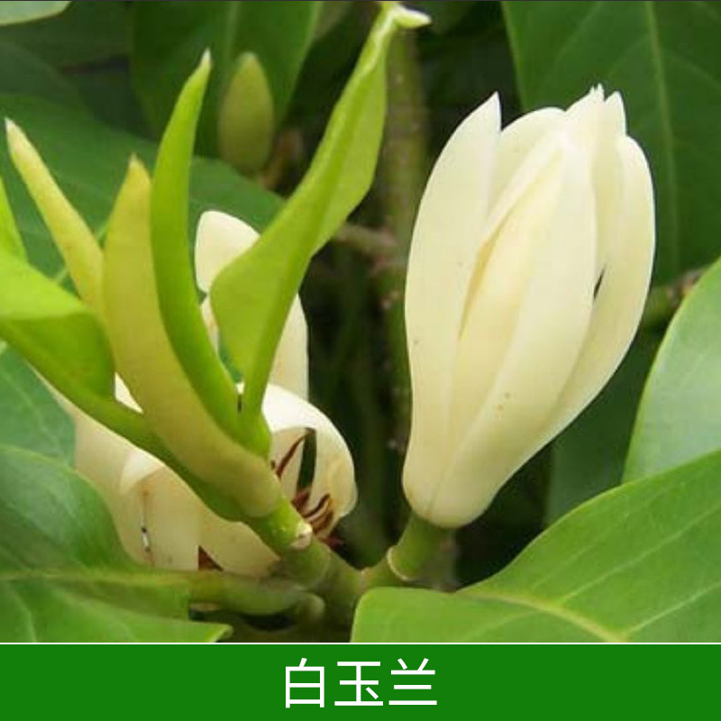 白玉蘭出售白玉蘭盆栽綠植花卉苗木白玉蘭樹價格實惠綠化苗木批發(fā)