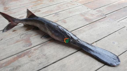 廣東鴨嘴魚苗批發(fā) 鴨嘴魚采購供應 鴨嘴魚報價 鴨嘴魚采購電話