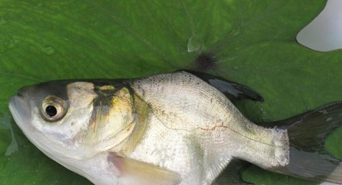廣州大頭魚苗批發(fā)價(jià)格 大頭魚苗采購供應(yīng) 大頭魚苗報(bào)價(jià)