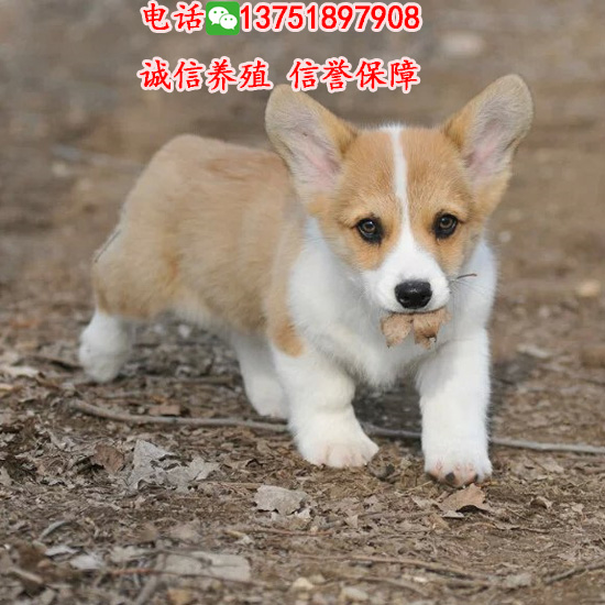 廣州邊度有賣柯基犬，純種柯基幾錢