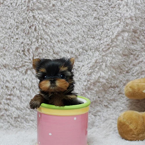 純種約克夏犬專業(yè)繁育名犬之后約克夏寶寶聰明可愛(ài)血統(tǒng)好可上門挑選