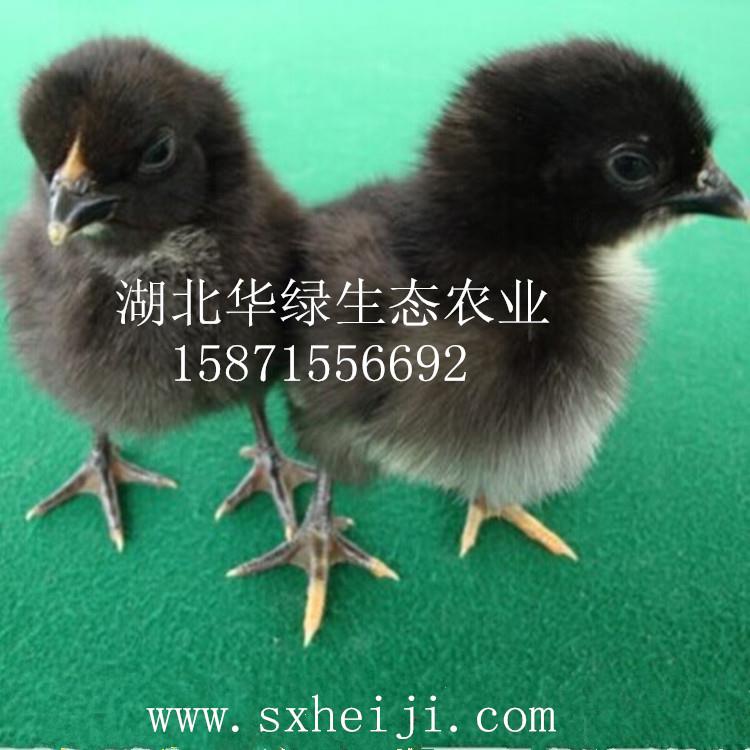 優(yōu)質(zhì)雞苗黑雞苗_黑土雞苗批發(fā)_黑土雞苗供應(yīng)商