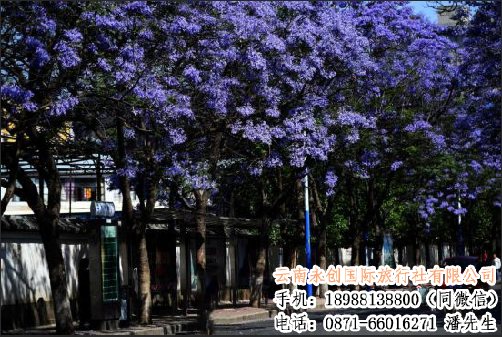 云南永創(chuàng)旅行社邀您共賞昆明藍花楹
