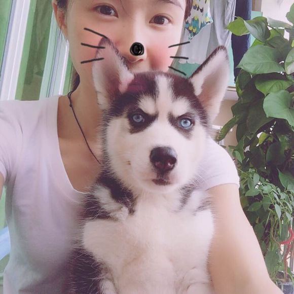 哈士奇 哈士奇價格 哈士奇多少錢