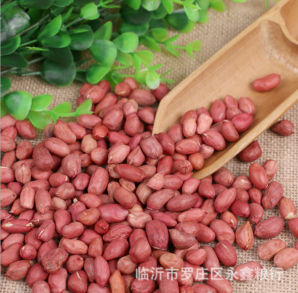 四粒紅花生米 批發(fā)東北四粒紅農(nóng)家花生 紅皮小粒花生米五谷雜糧