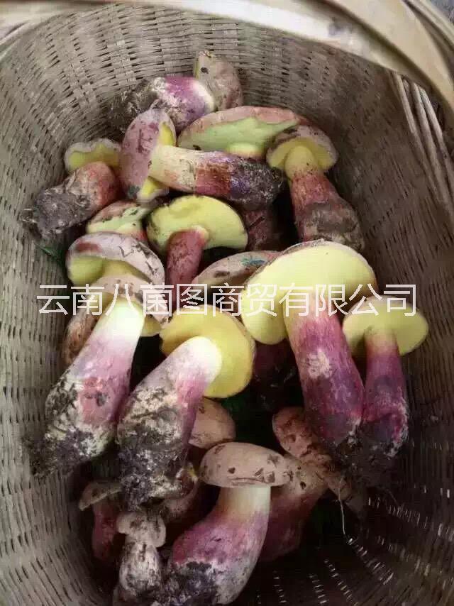 云南紅蔥菌鮮貨 紅蔥菌鮮貨批發(fā) 紅蔥菌鮮貨報價 紅蔥菌供應(yīng)商 紅蔥菌鮮菌哪里好