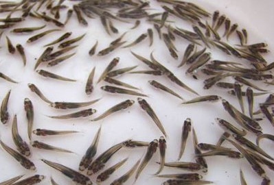 土塘虱出售 土塘虱報(bào)價(jià) 土塘虱價(jià)格 土塘虱出售電話