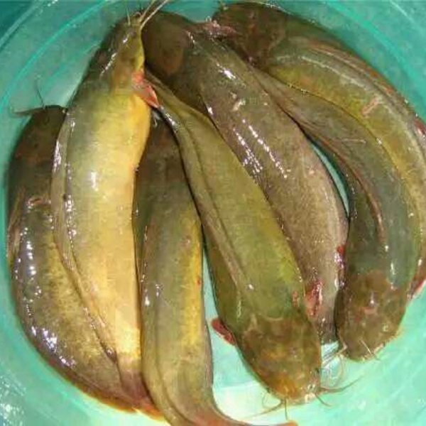 土塘虱出售 土塘虱報(bào)價(jià) 土塘虱價(jià)格 土塘虱出售電話