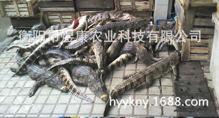 長期供應人工養(yǎng)殖活體鱷魚* 衡陽市活體鱷魚*經(jīng)銷商