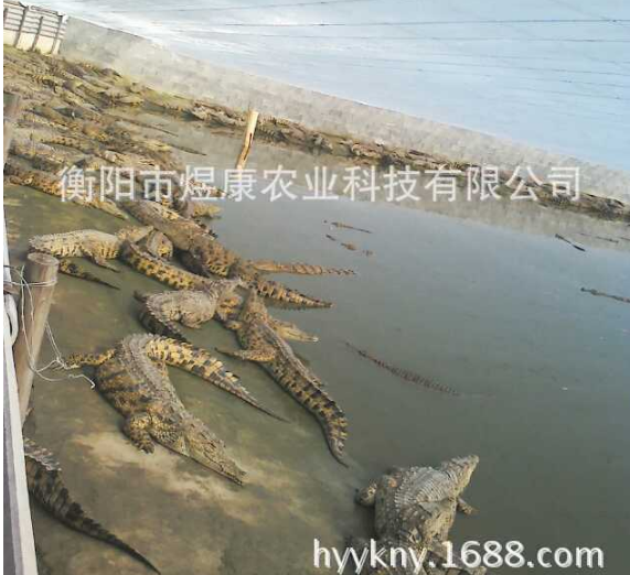 長(zhǎng)期供應(yīng)人工養(yǎng)殖活體鱷魚(yú)* 衡陽(yáng)市活體鱷魚(yú)*經(jīng)銷(xiāo)商 衡陽(yáng)市鱷魚(yú)