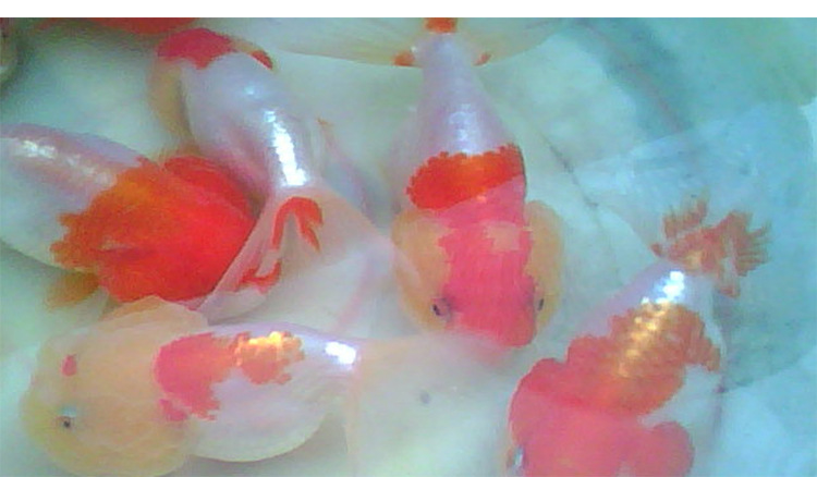 河南金魚之鄉(xiāng)廠家批發(fā) 紅白虎頭觀賞魚 虎頭金魚魚苗活體虎頭金魚