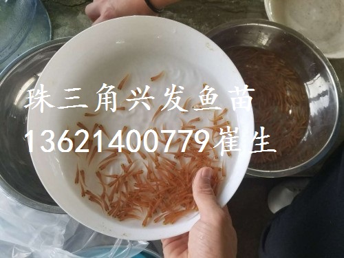 廣東金草魚苗、廣西金鯇魚苗、俄羅斯金絲草魚 湖南金草魚苗批發(fā)