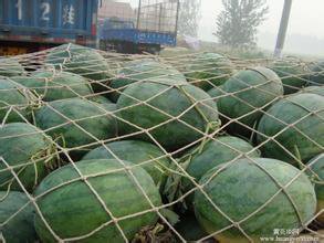 京欣西瓜*哪里靠譜 京欣西瓜*，河南西瓜基地歡迎你