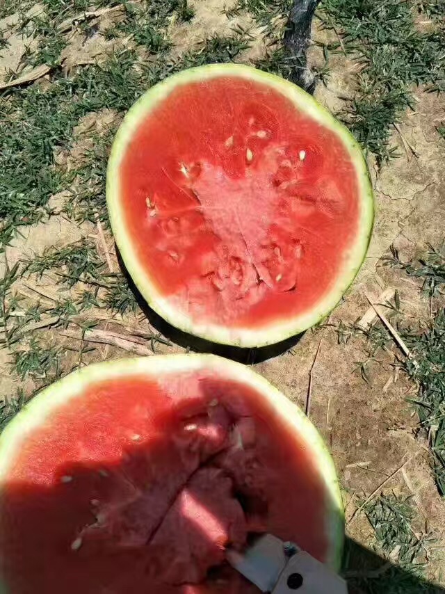 供應(yīng)陜西陸地西瓜價(jià)格 渭南西瓜批發(fā)，西瓜多少錢(qián)一斤