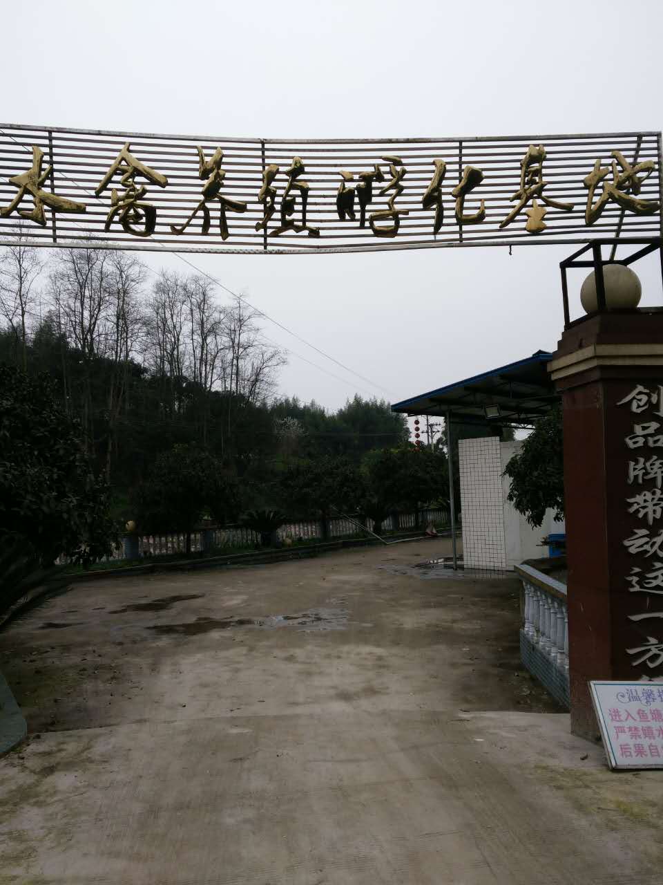 南川鴨苗養(yǎng)殖；南川鴨苗價(jià)格；附近哪里有鴨苗批發(fā)，南川本地鴨苗養(yǎng)殖；求購南川鴨苗