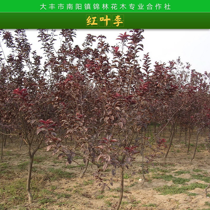 薔薇科落葉喬木紅葉李苗木庭院觀葉觀賞樹種紫葉李/櫻桃李樹苗批發(fā)