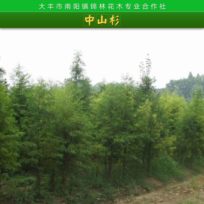 118中山杉種植基地|118中山杉小苗批發(fā)價(jià)格|8公分中山杉價(jià)格