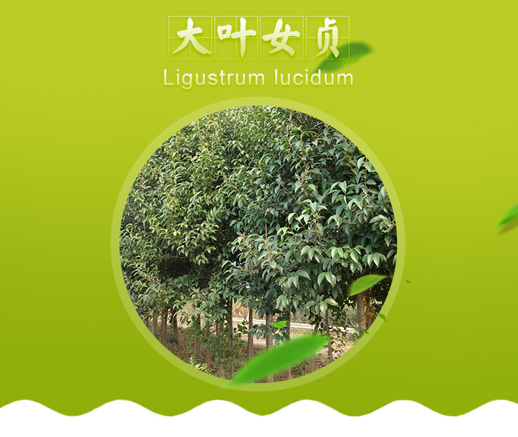出售10公分以內(nèi)大葉女貞｜大葉女貞8cm價格是多少錢｜大葉女貞