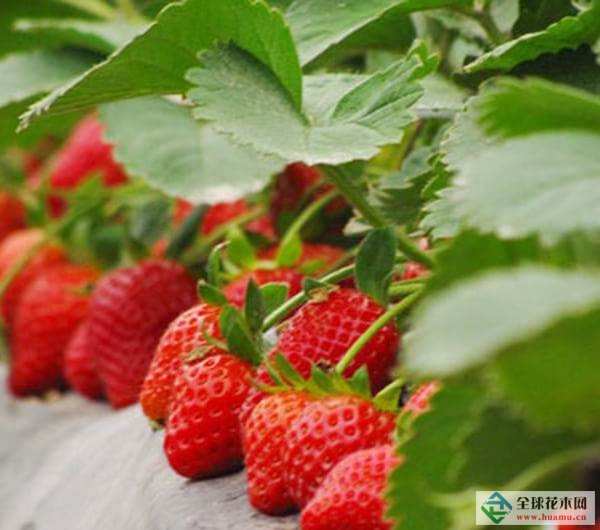 供應甜查理草莓苗 甜查理草莓苗價格 甜查理草莓苗的產(chǎn)地