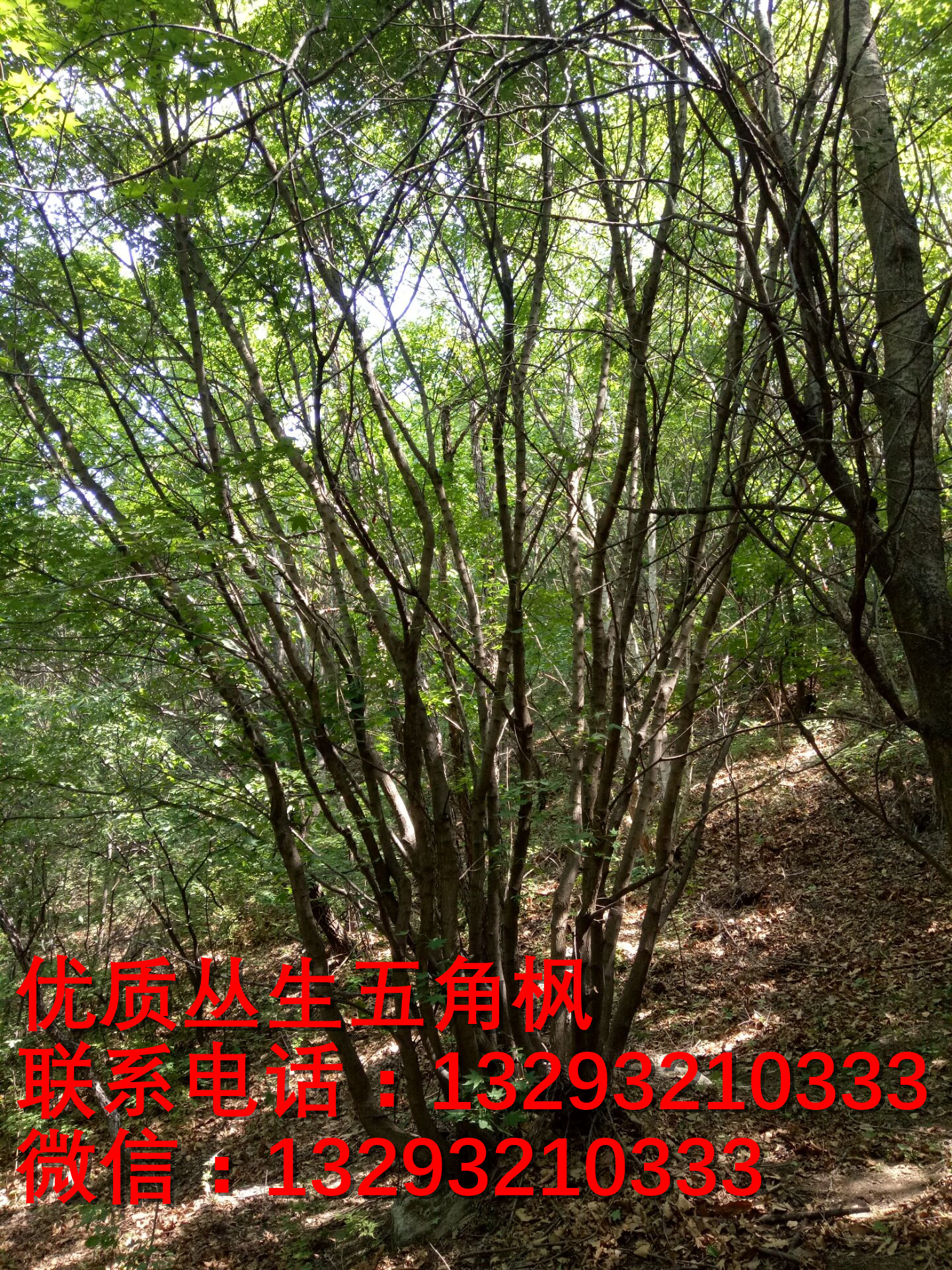 河北蒙古櫟苗木基地 河北五角楓批發(fā) 河北五角楓訂購