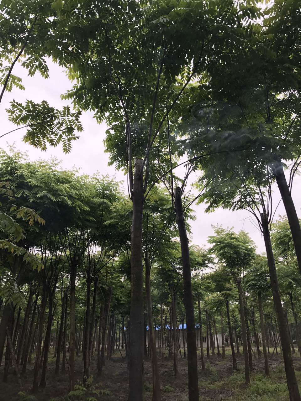 成都*欒樹 成都*欒樹8-20公分