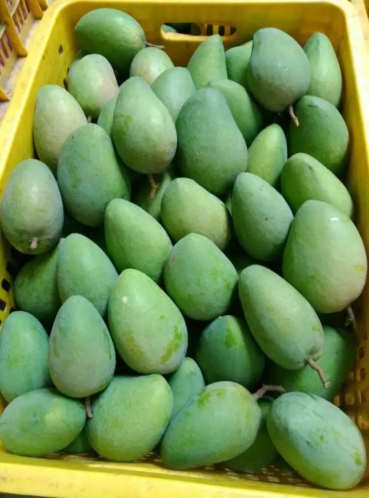 芒果批發(fā) 臺芒 芒果 臺芒果新鮮水果 大臺芒 大臺芒果 大臺農(nóng)