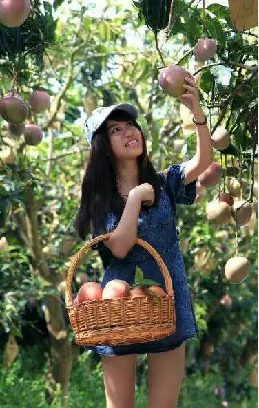 廣西百色田東 玉文芒果 新鮮水果 玉文 玉文芒果新鮮水果批發(fā)