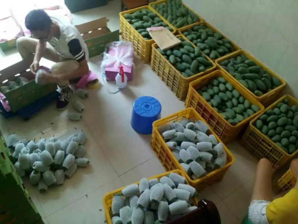 桂七芒 廣西百色田東芒果 桂七芒果新鮮水果供應(yīng)商 桂七芒批發(fā)