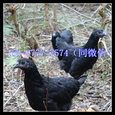 遂寧市雞苗批發(fā)網(wǎng)